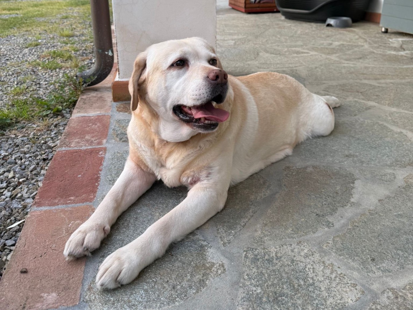 Vuoi adottare un cane a Firenze?