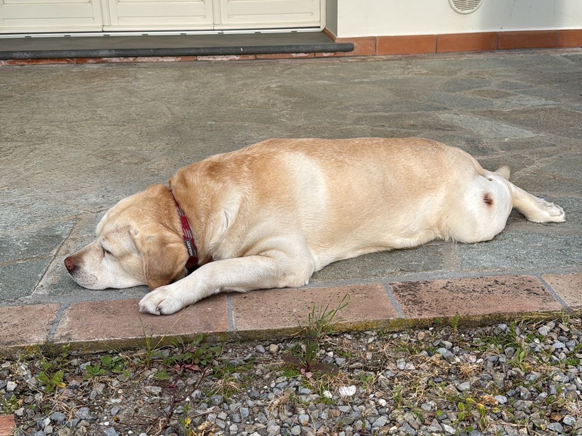 Adotta il cane Sari a Firenze