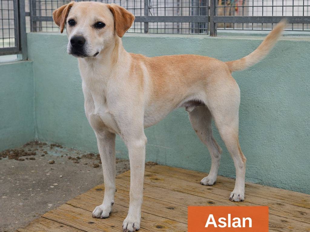 Adozione cane, maschio, Razza sconosciuta Razza sconosciuta, 4 anni e 6 mesi, taglia media contenuta, Avellino