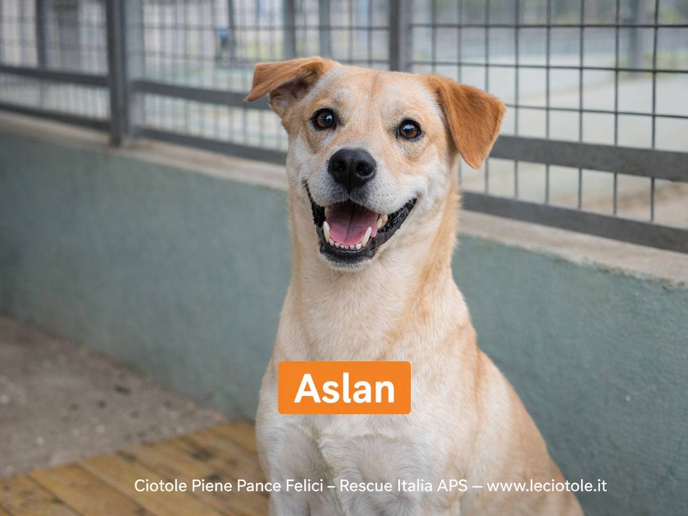 Adotta un cane, maschio, 4 anni e 6 mesi, Avellino