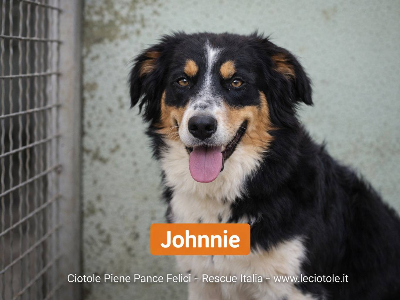 Adotta un cane, taglia media contenuta, maschio, Avellino