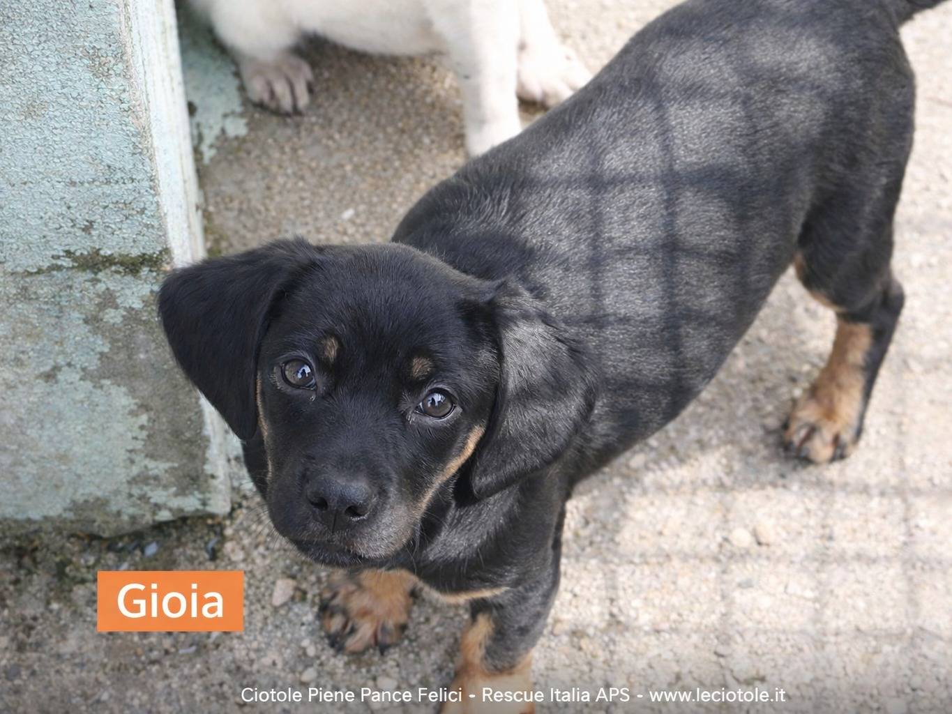 Adozione cane, femmina, Razza sconosciuta Razza sconosciuta, 2 mesi, taglia piccola, Avellino