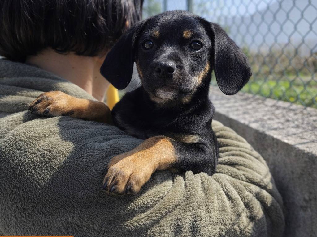 Adotta un cane, femmina, 2 mesi, Avellino
