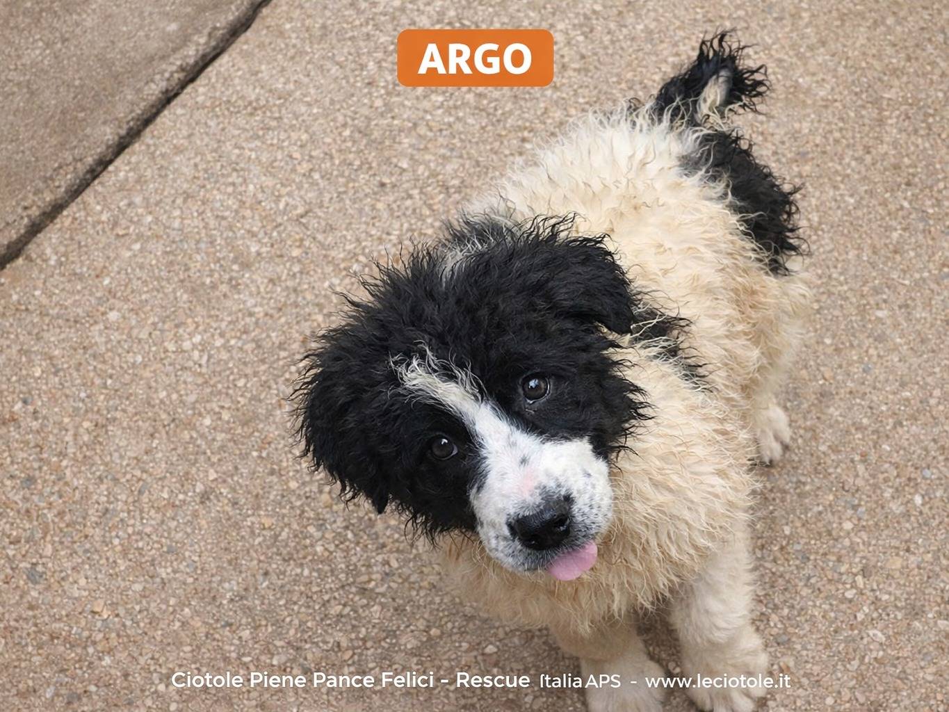 Adozione cane, maschio, Razza sconosciuta Razza sconosciuta, 3 mesi, taglia piccola, Avellino