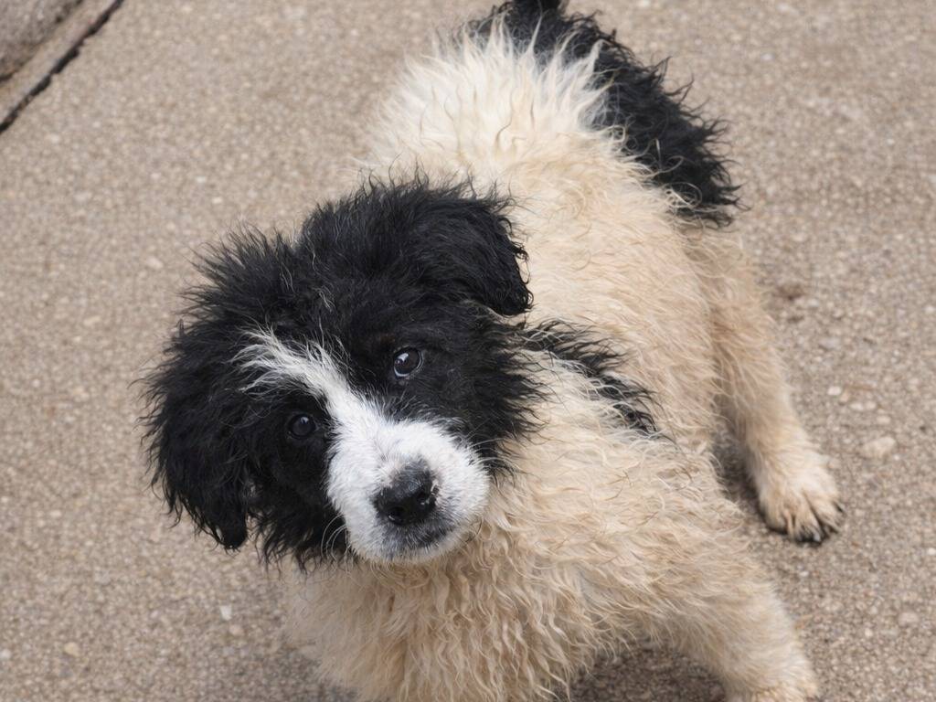 Adotta un cane, maschio, 3 mesi, Avellino