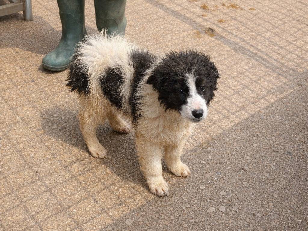 Adotta un cane, taglia piccola, maschio, Avellino