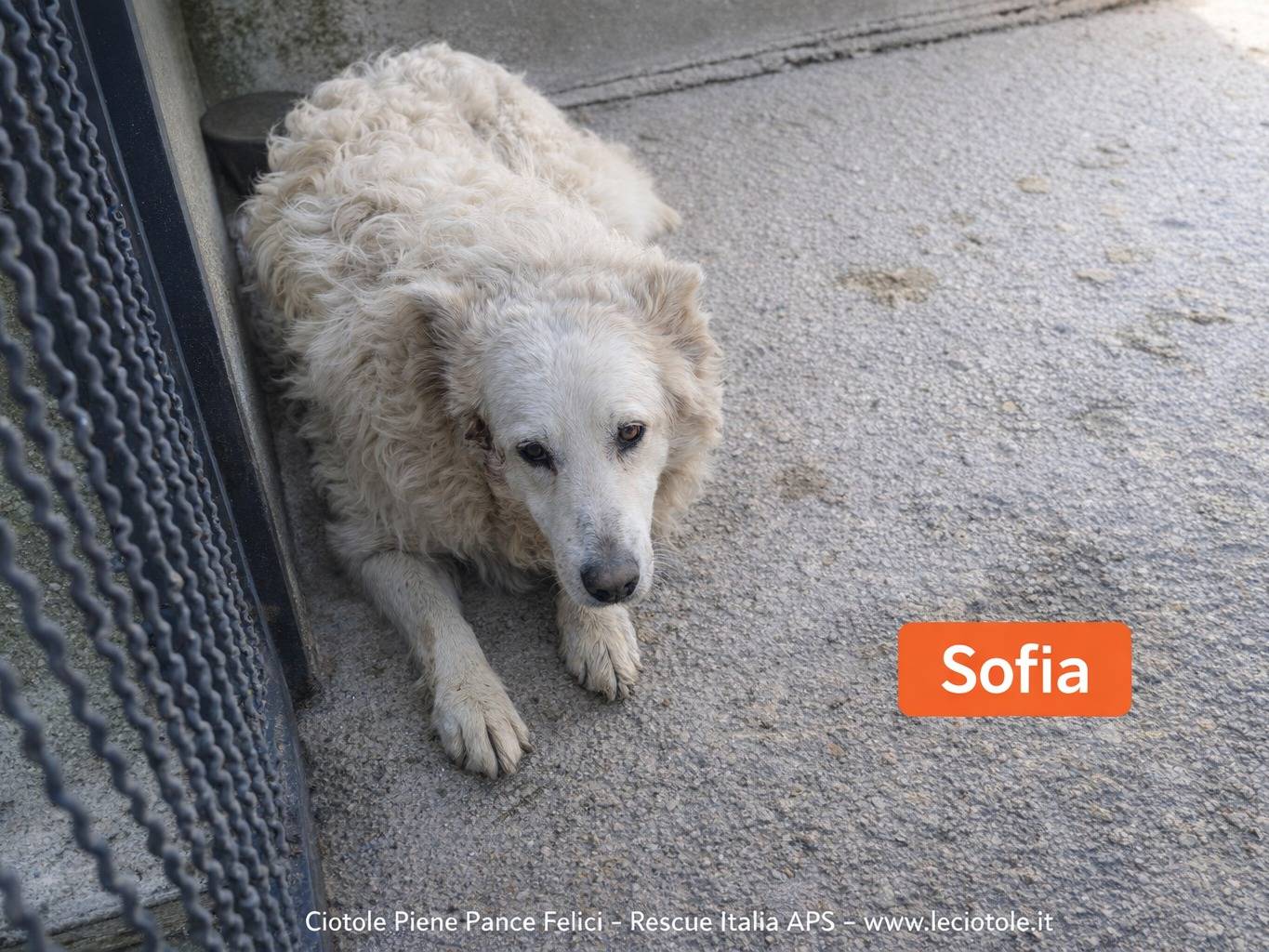 Adozione cane, femmina, Razza sconosciuta Razza sconosciuta, 4 anni e 2 mesi, taglia grande, Avellino