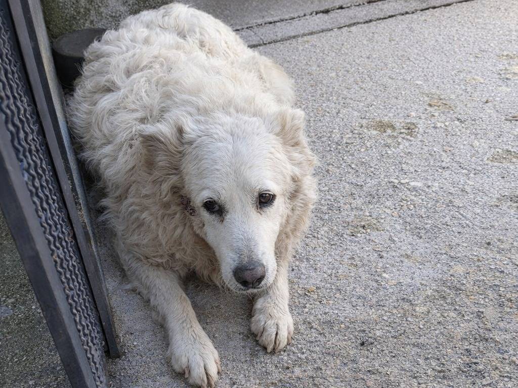 Adotta un cane, femmina, 4 anni e 2 mesi, Avellino