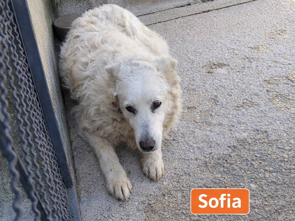 Adotta un cane, taglia grande, femmina, Avellino
