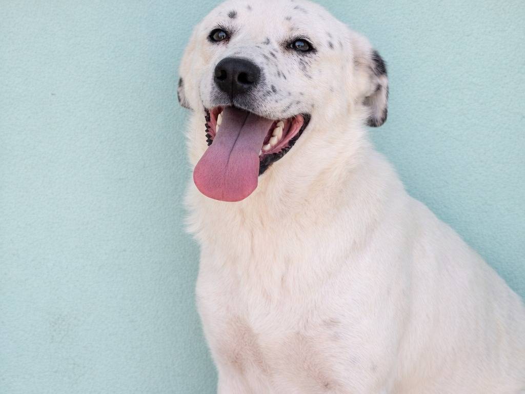 Adozione cane, femmina, Razza sconosciuta Razza sconosciuta, 5 anni e 10 mesi, taglia grande, Avellino