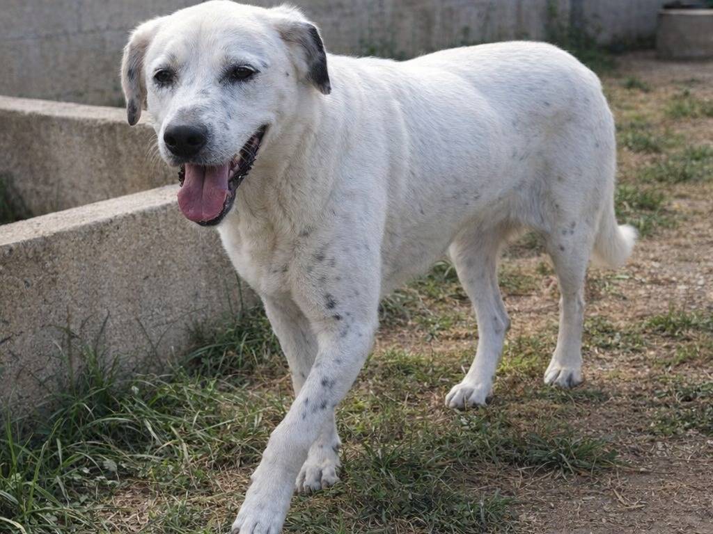 Adotta un cane, femmina, 5 anni e 10 mesi, Avellino