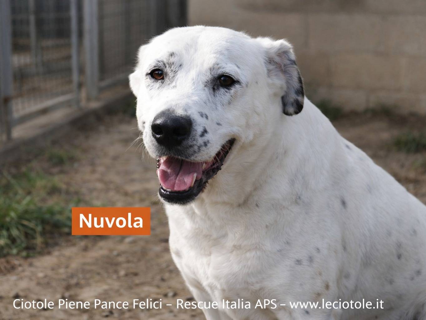 Adotta un cane, taglia grande, femmina, Avellino