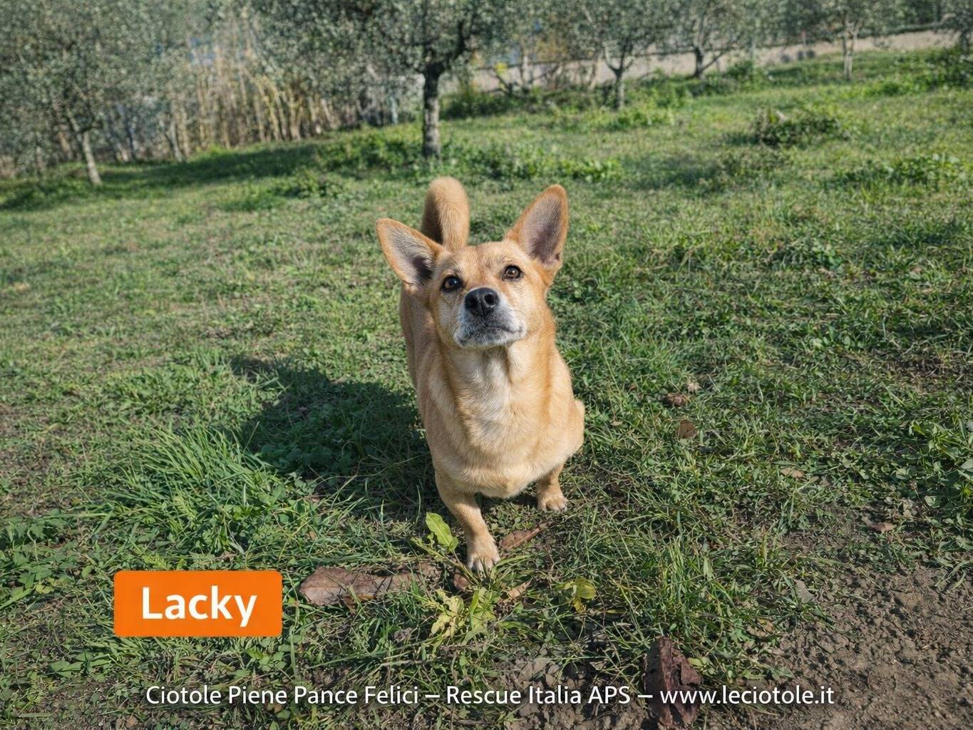 Adozione cane, maschio, Razza sconosciuta Razza sconosciuta, 7 anni e 11 mesi, taglia piccola, Avellino
