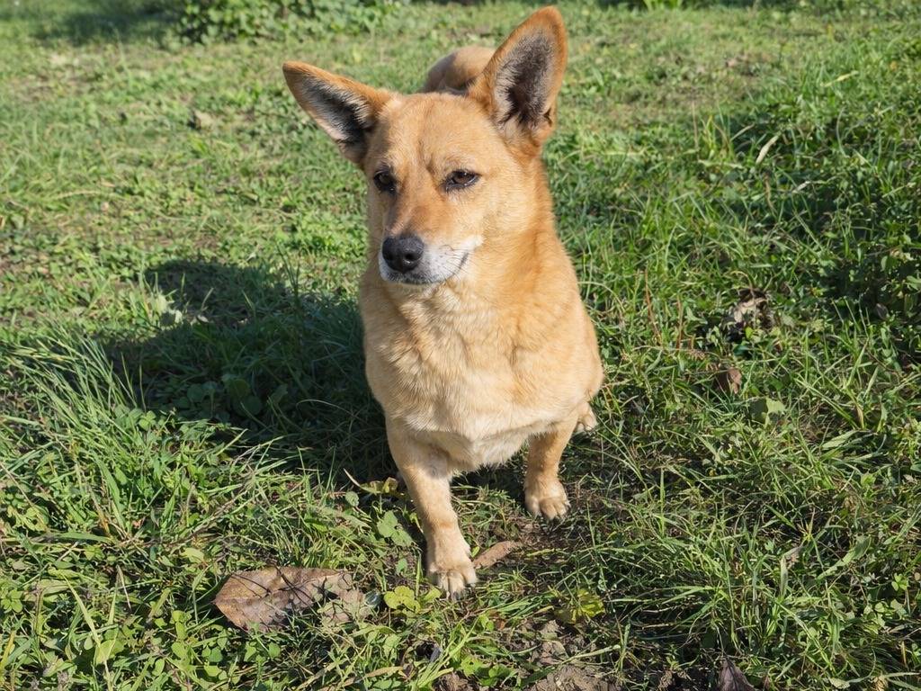 Adotta un cane, maschio, 7 anni e 11 mesi, Avellino
