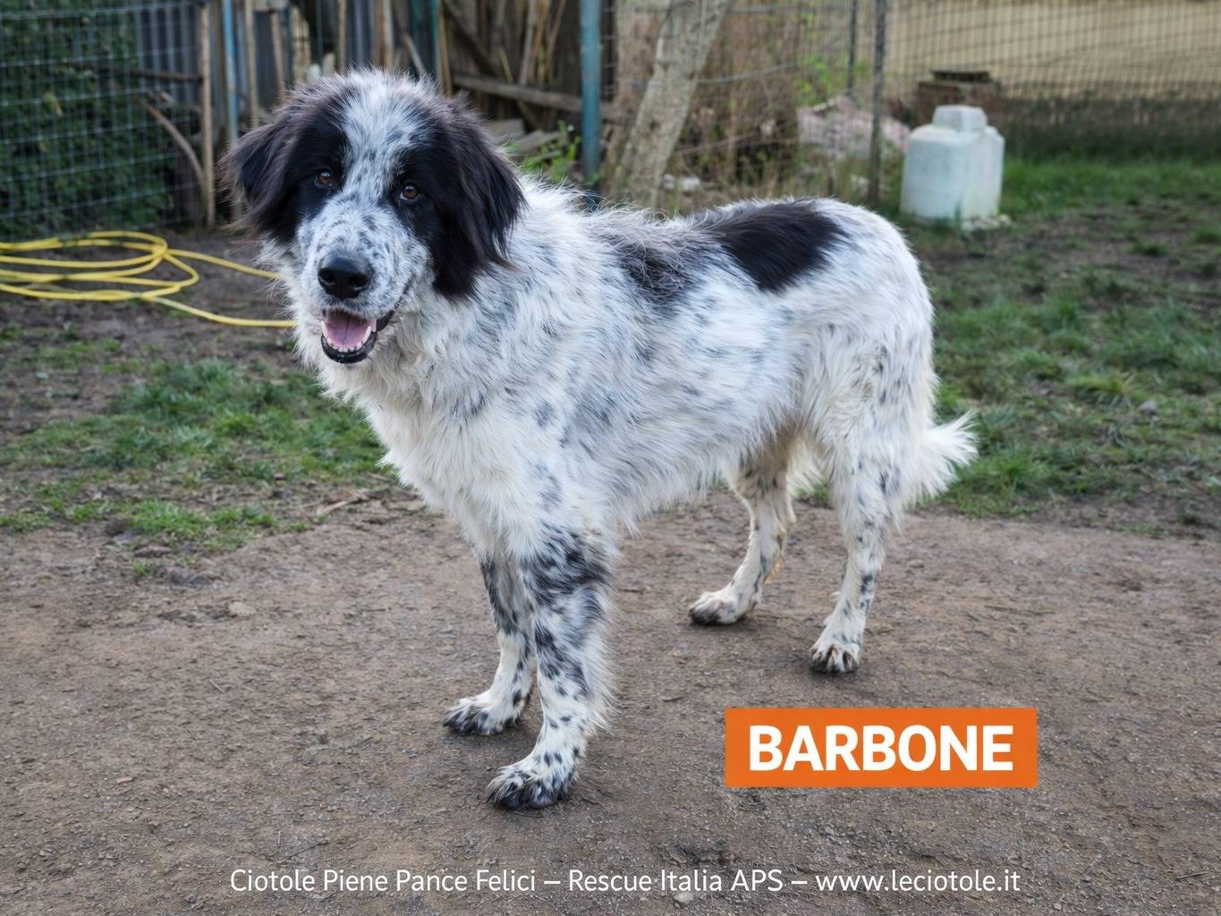 Adozione cane, maschio, Razza sconosciuta Razza sconosciuta, 2 anni e 5 mesi, taglia media, Avellino