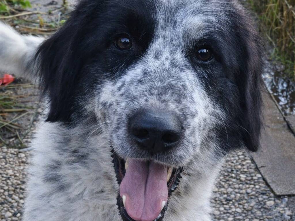 Adotta un cane, maschio, 2 anni e 5 mesi, Avellino