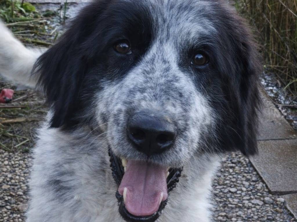 Adotta un cane, taglia media, maschio, Avellino