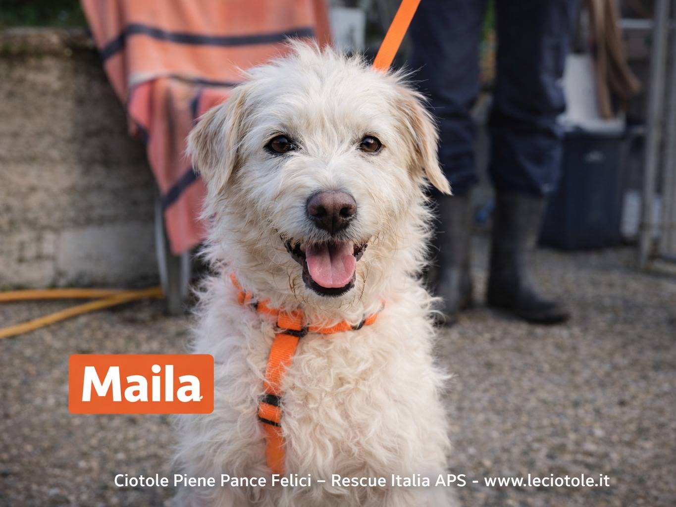 Adozione cane, femmina, Razza sconosciuta Razza sconosciuta, 7 anni e 1 mese, taglia piccola, Avellino