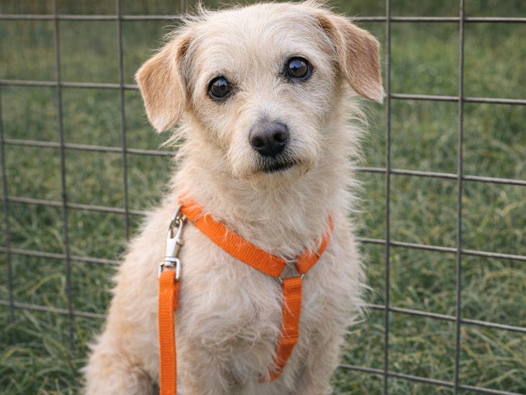 Adotta un cane, taglia piccola, femmina, Avellino