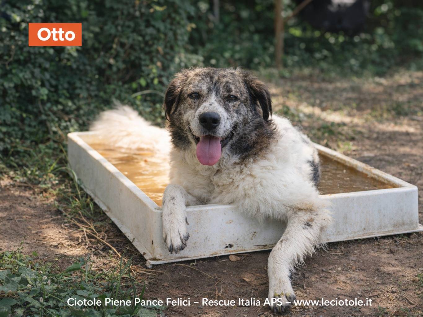 Adozione cane, maschio, Razza sconosciuta Razza sconosciuta, 4 anni e 7 mesi, taglia media, Avellino