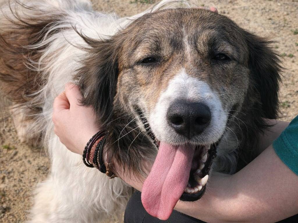 Adotta un cane, taglia media, maschio, Avellino