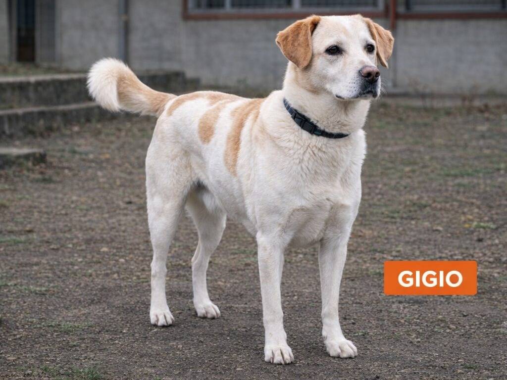 Adozione cane, maschio, Razza sconosciuta Razza sconosciuta, 4 anni e 1 mese, taglia piccola, Avellino