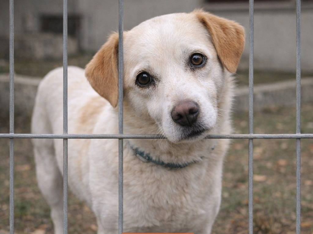 Adotta un cane, maschio, 4 anni e 1 mese, Avellino