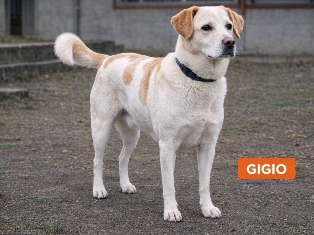 Adotta un cane, taglia piccola, maschio, Avellino