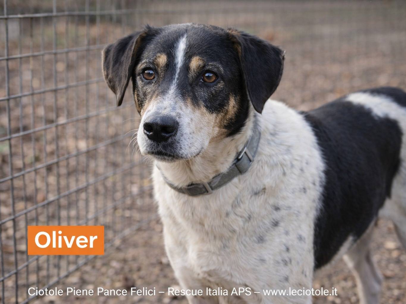 Adotta un cane, taglia media contenuta, maschio, Avellino