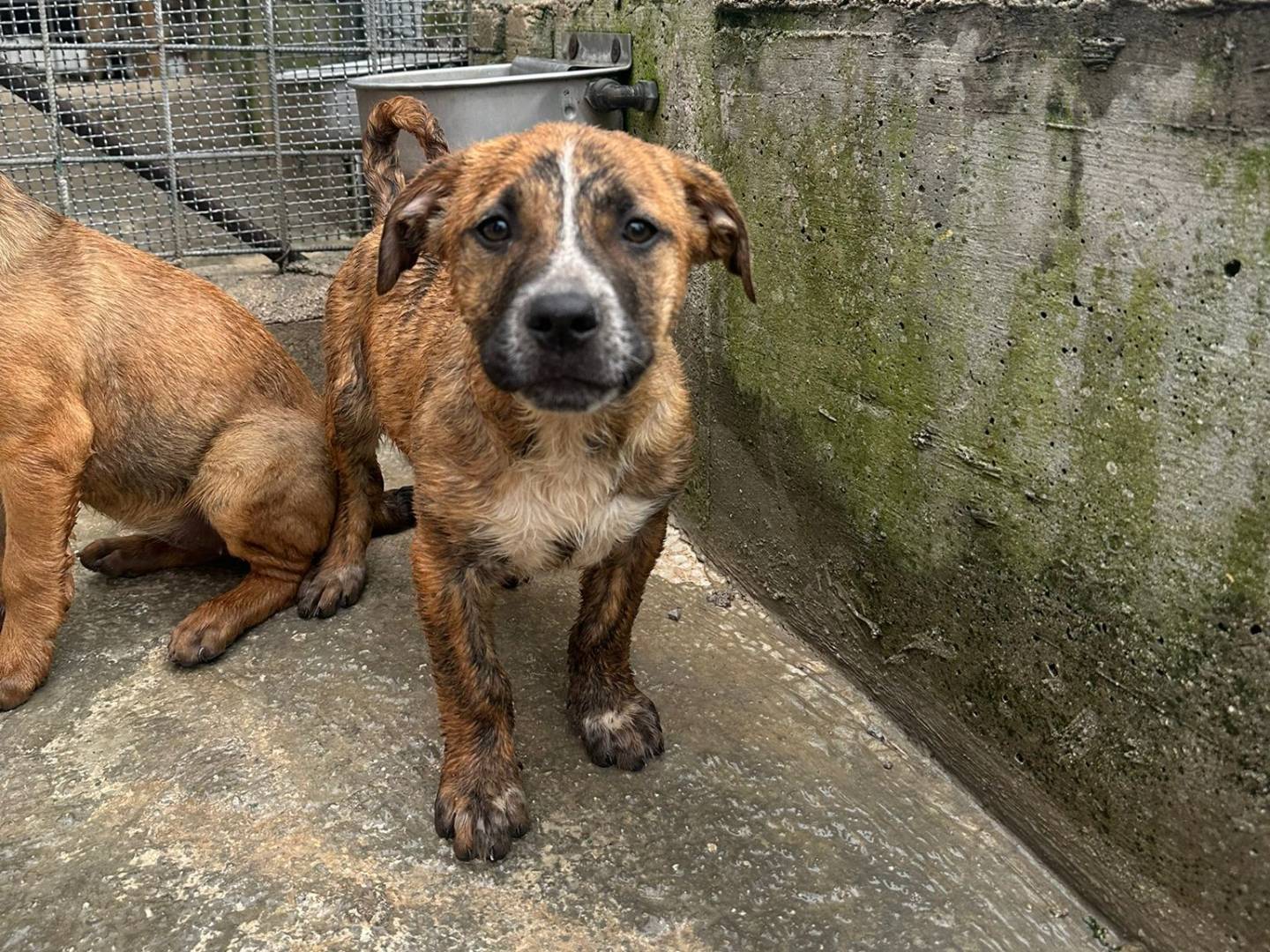 Adozione cane, maschio, Pitbull Razza sconosciuta, 3 mesi, taglia media, Avellino