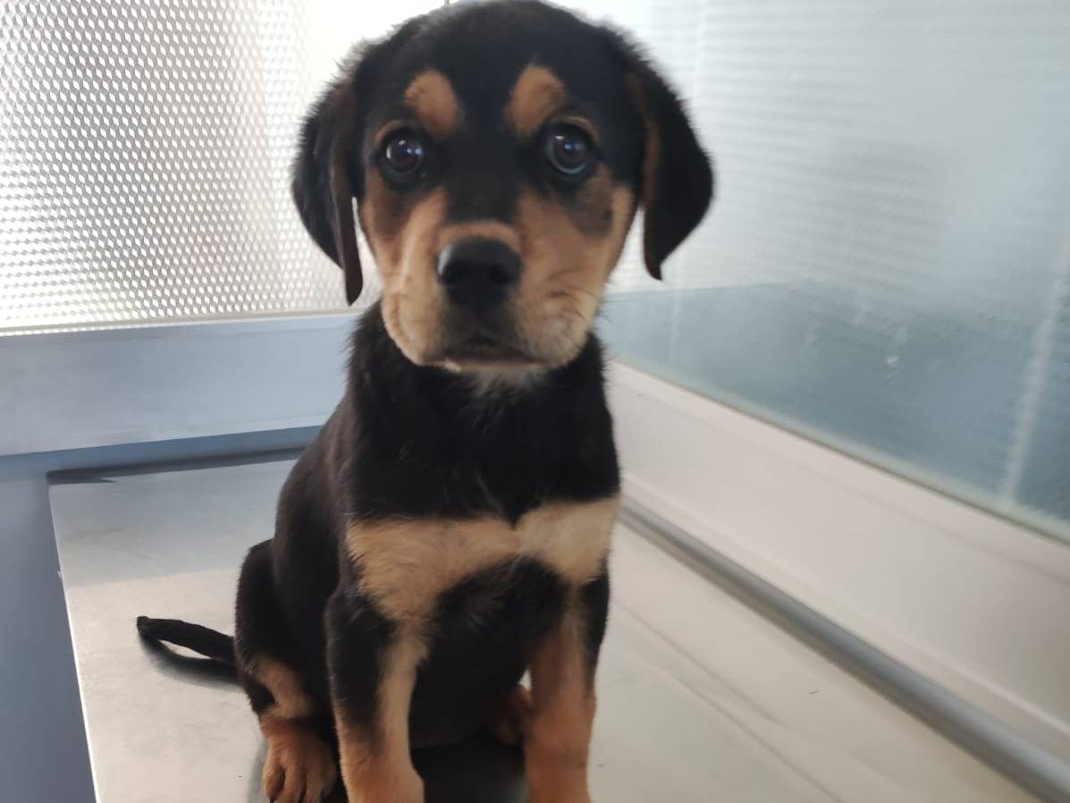 Adozione cane, femmina, Razza sconosciuta Razza sconosciuta, 3 mesi, taglia grande, Trapani