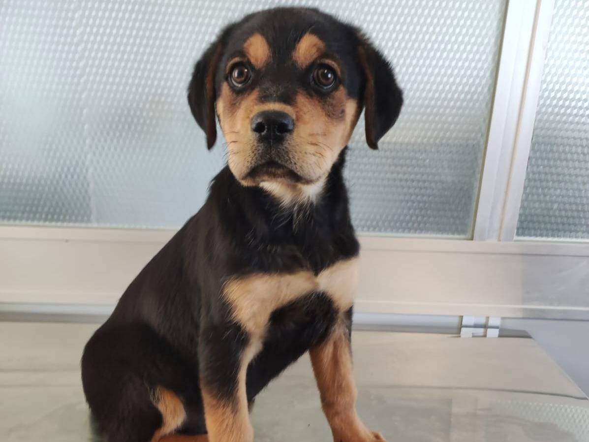 Adotta un cane, femmina, 3 mesi, Trapani