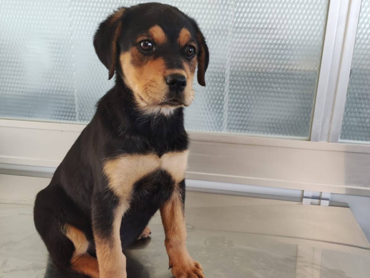 Adotta un cane, taglia grande, femmina, Trapani