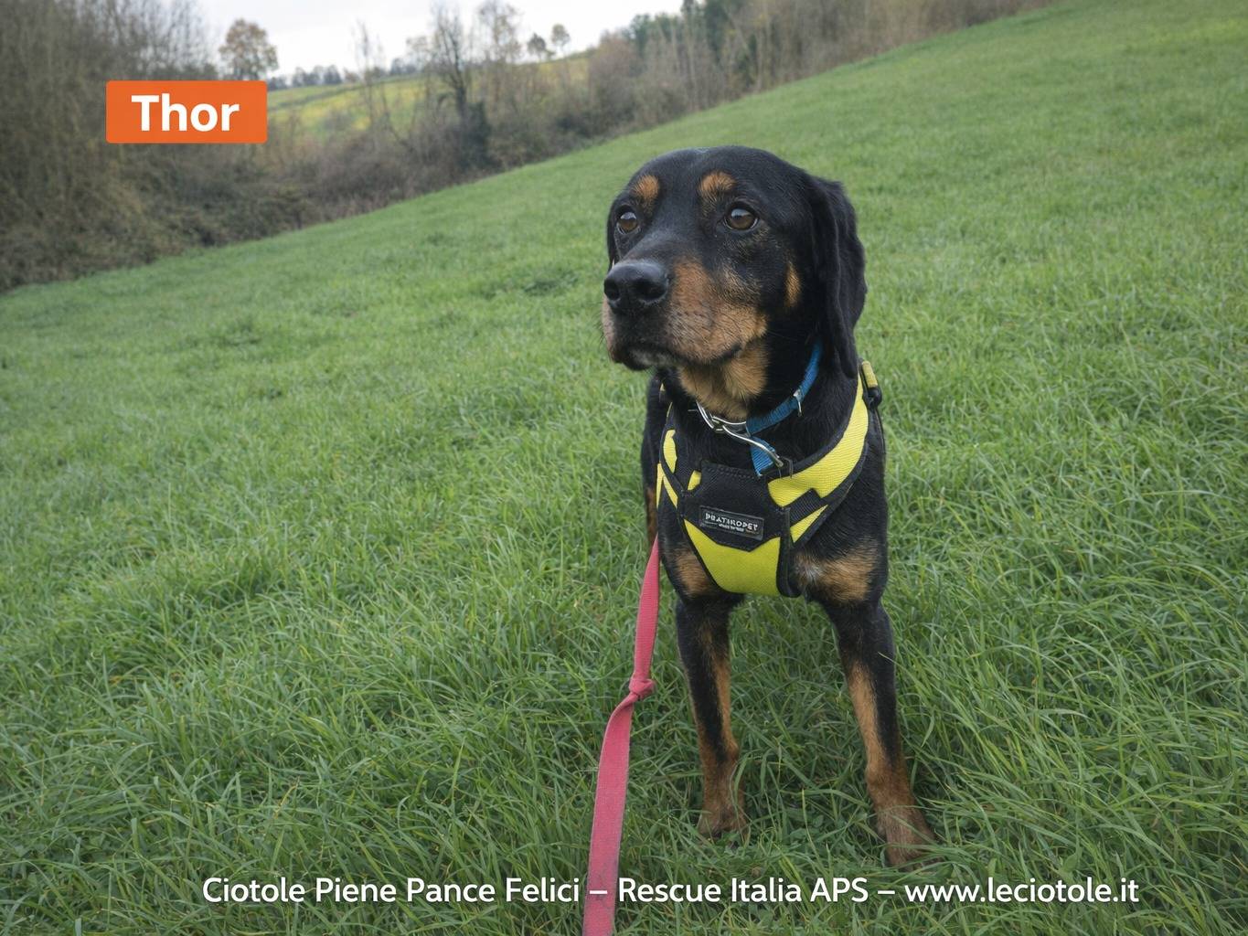 Adozione cane, maschio, Razza sconosciuta Razza sconosciuta, 7 anni e 4 mesi, taglia media, Avellino