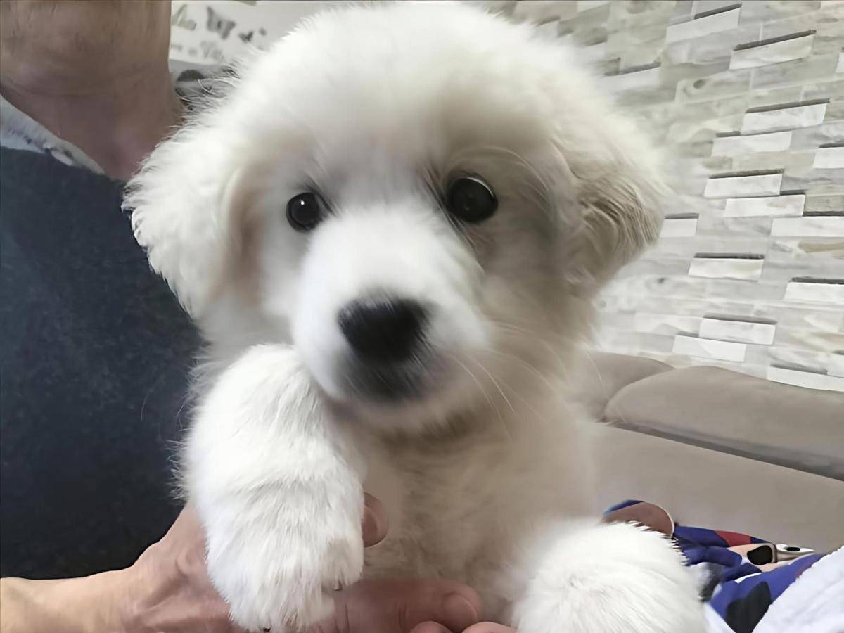 Adozione cane, maschio, Razza sconosciuta Razza sconosciuta, 3 mesi, taglia grande, Trapani