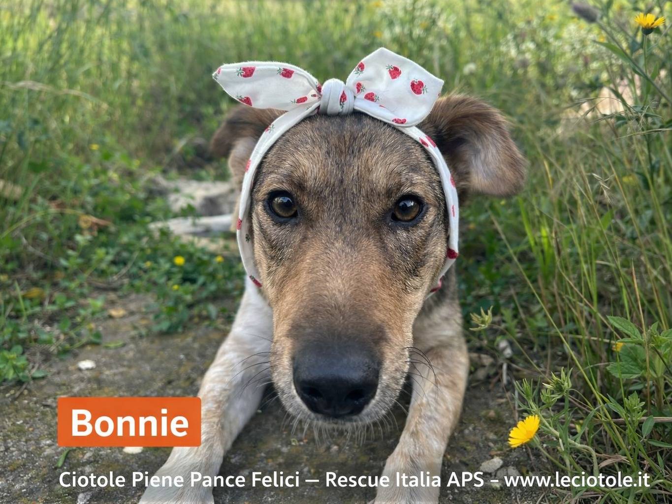 Adotta un cane, femmina, 6 mesi, Caltanissetta