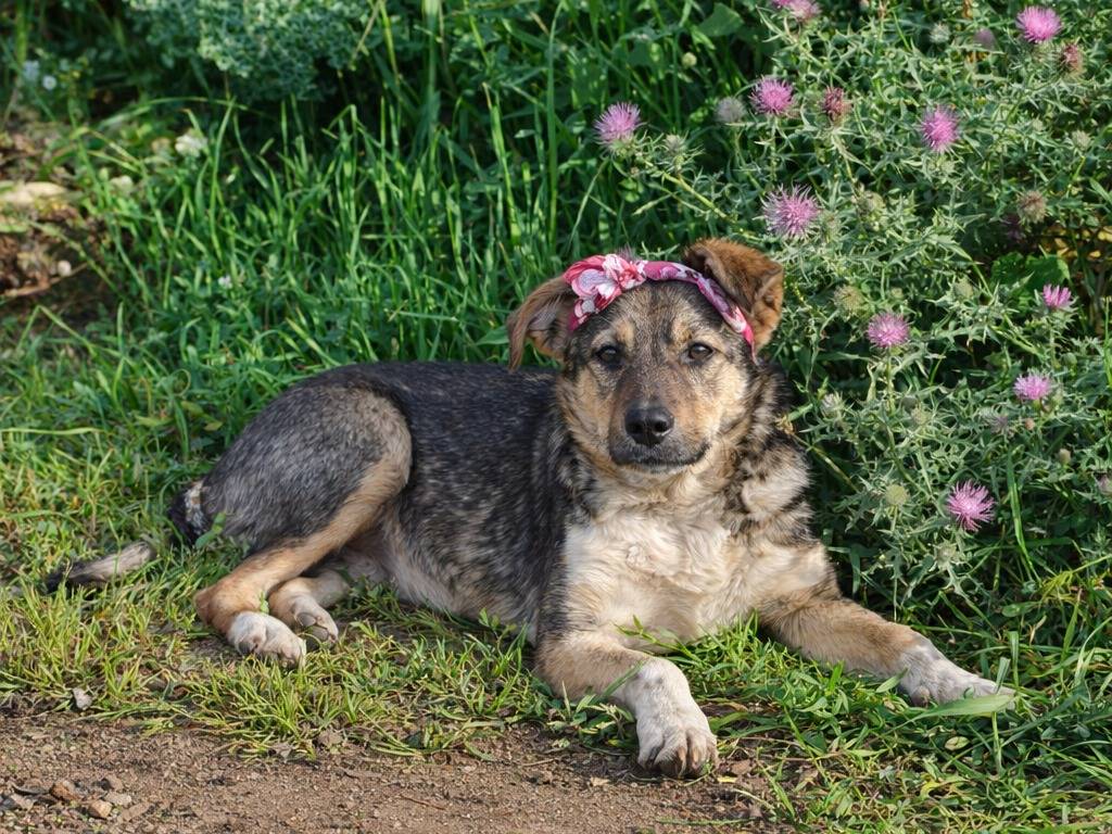 Adotta un cane, taglia piccola, femmina, Caltanissetta