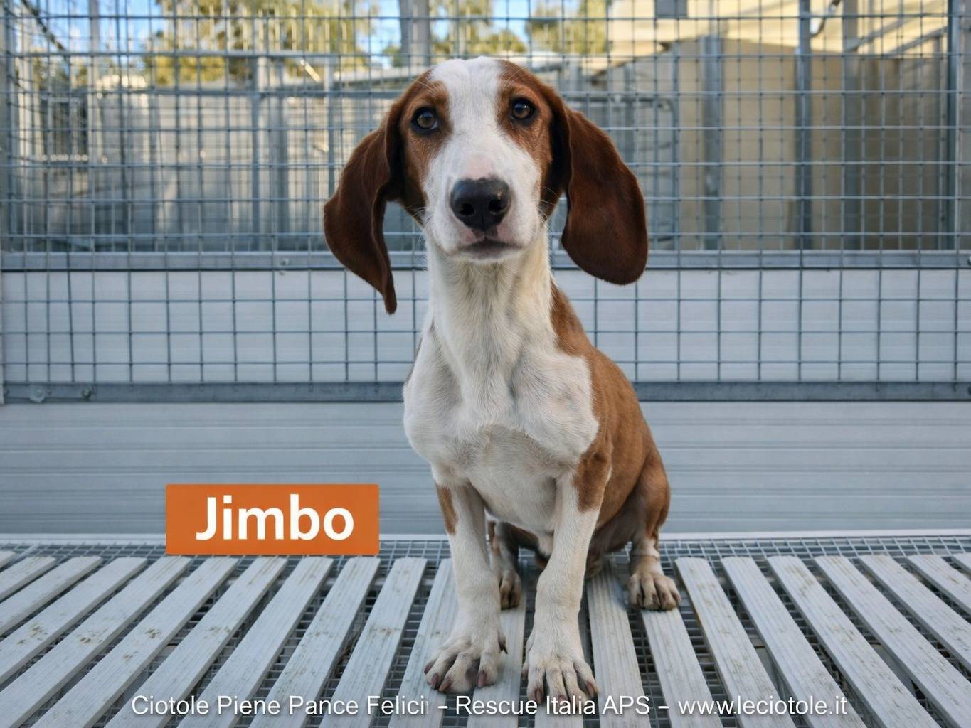 Adozione cane, maschio, Razza sconosciuta Razza sconosciuta, 4 mesi, taglia piccola, Enna