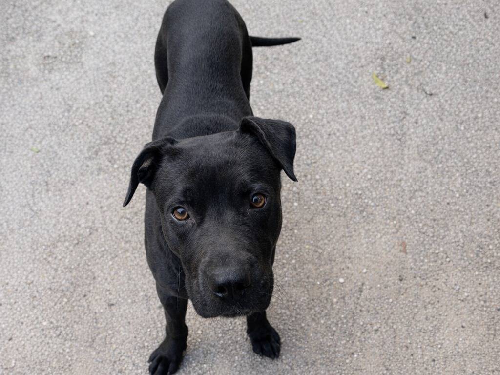 Adotta un cane, maschio, 8 mesi, Enna