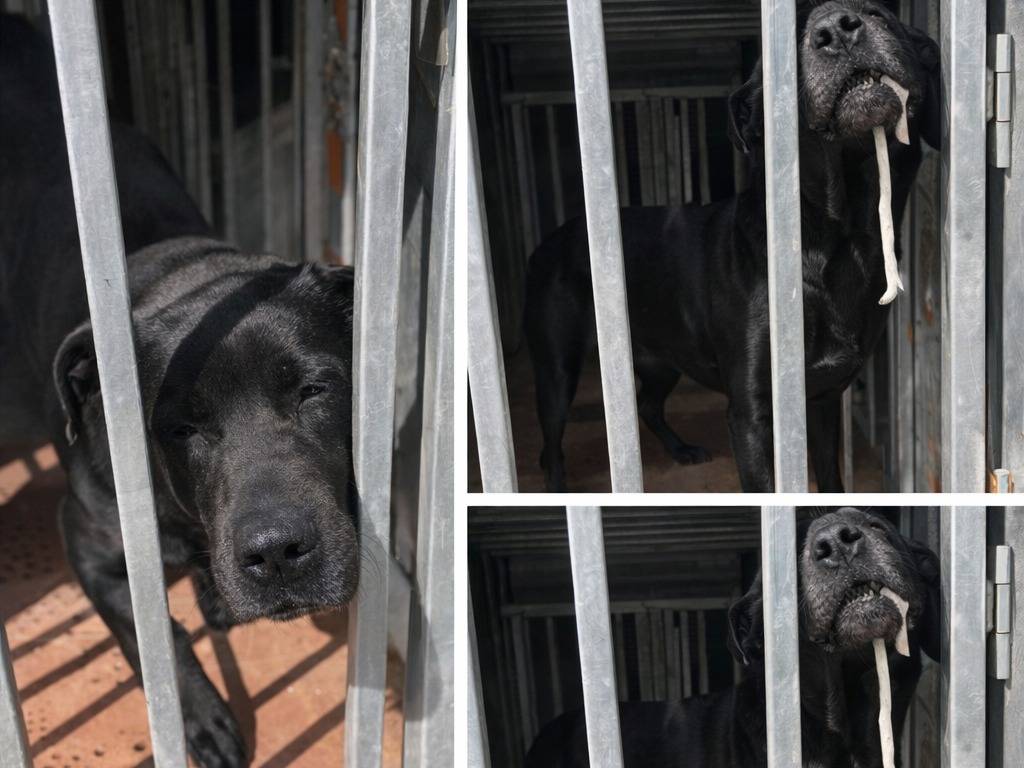 Adotta un cane, taglia media contenuta, maschio, Enna