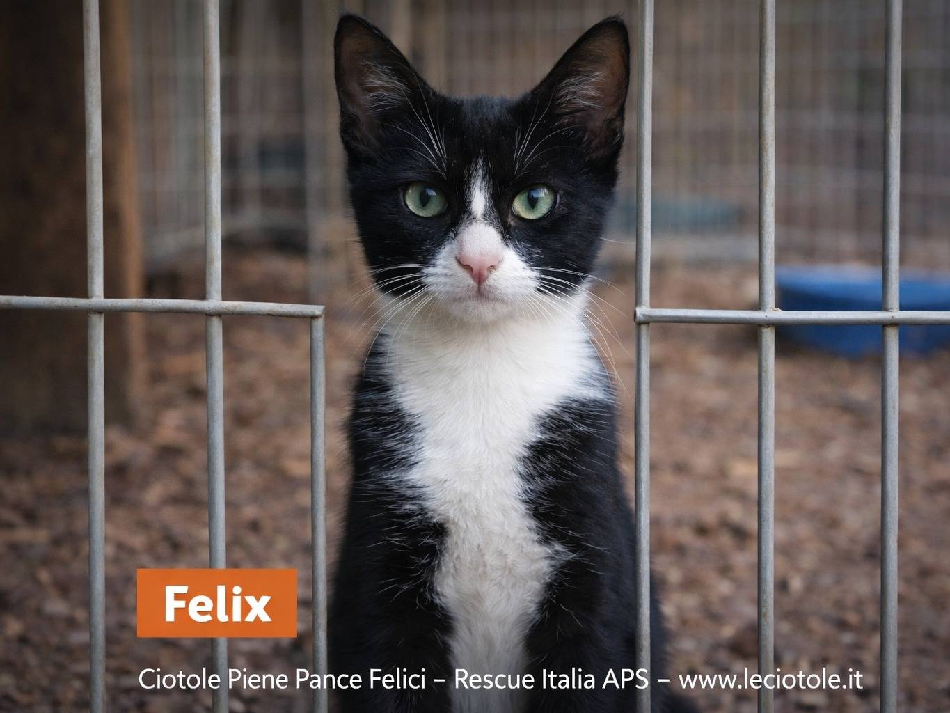 Adozione gatto, maschio, Razza sconosciuta Razza sconosciuta, 8 mesi, taglia non valida, Caltanissetta