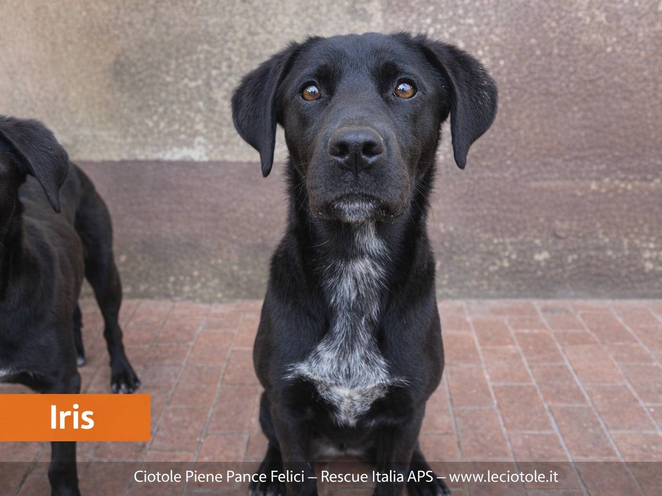 Adozione cane, femmina, Labrador Retriever Razza sconosciuta, 8 mesi, taglia media, Caltanissetta