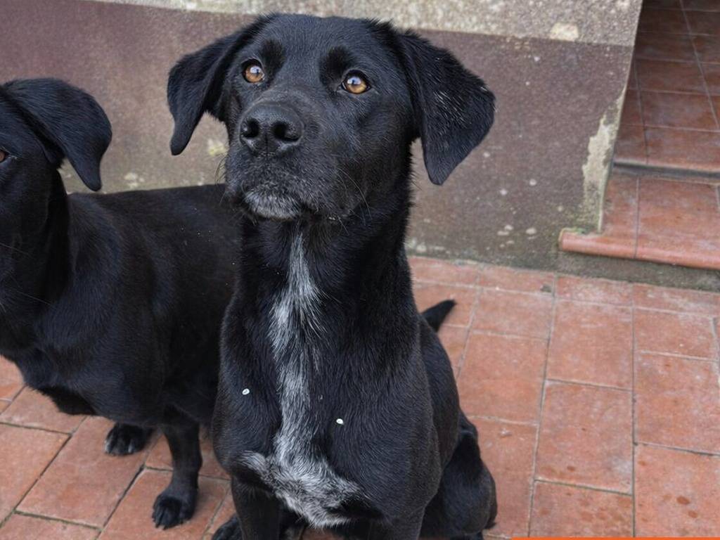 Adotta un cane, femmina, 8 mesi, Caltanissetta