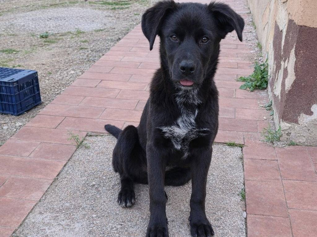 Adotta un cane, taglia media, femmina, Caltanissetta