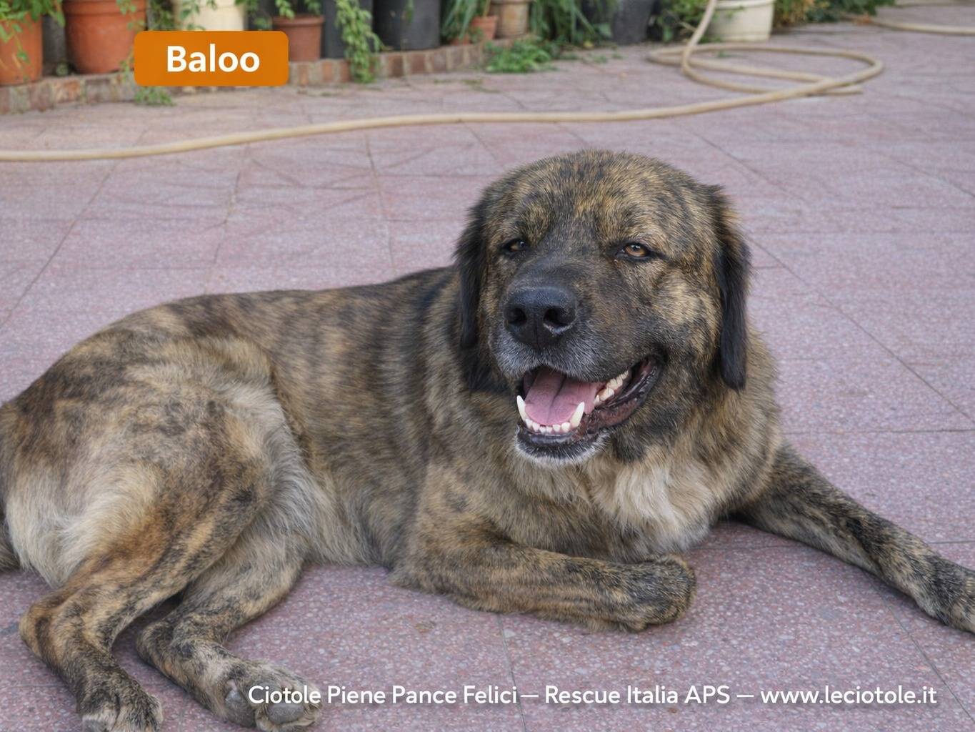 Adozione cane, maschio, Razza sconosciuta Razza sconosciuta, 3 anni e 2 mesi, taglia grande, Caltanissetta