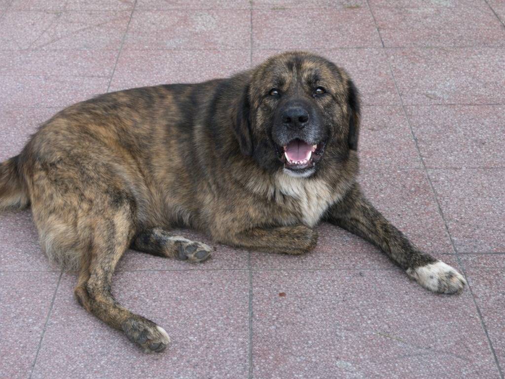 Adotta un cane, maschio, 3 anni e 2 mesi, Caltanissetta