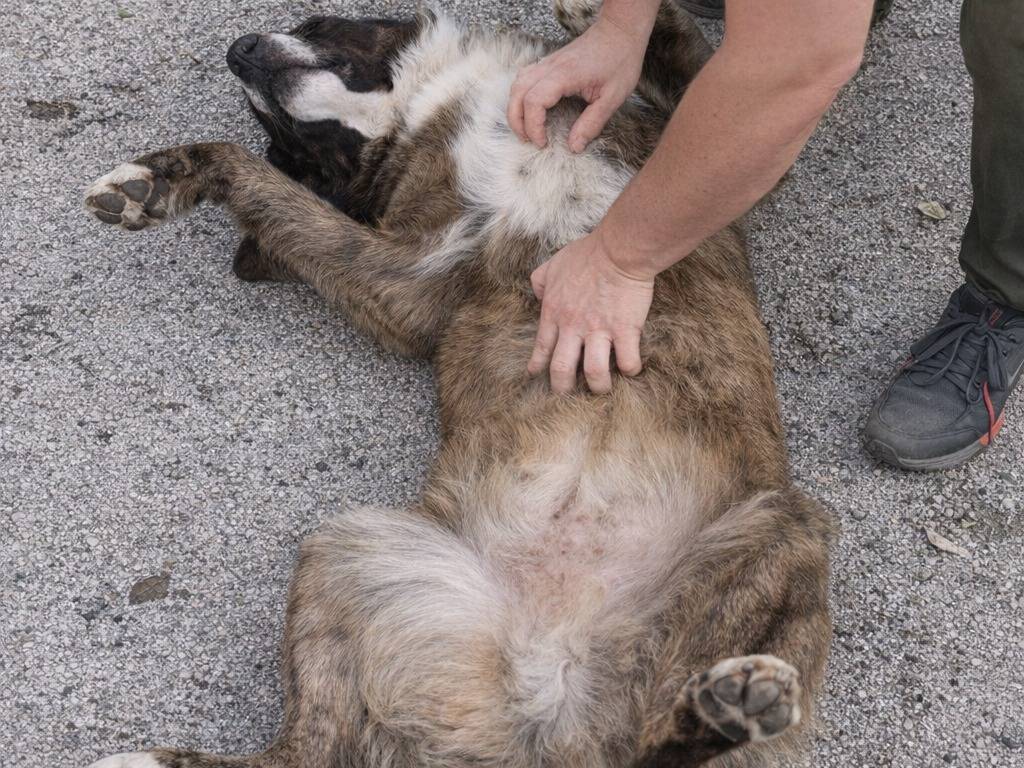 Adotta un cane, taglia grande, maschio, Caltanissetta