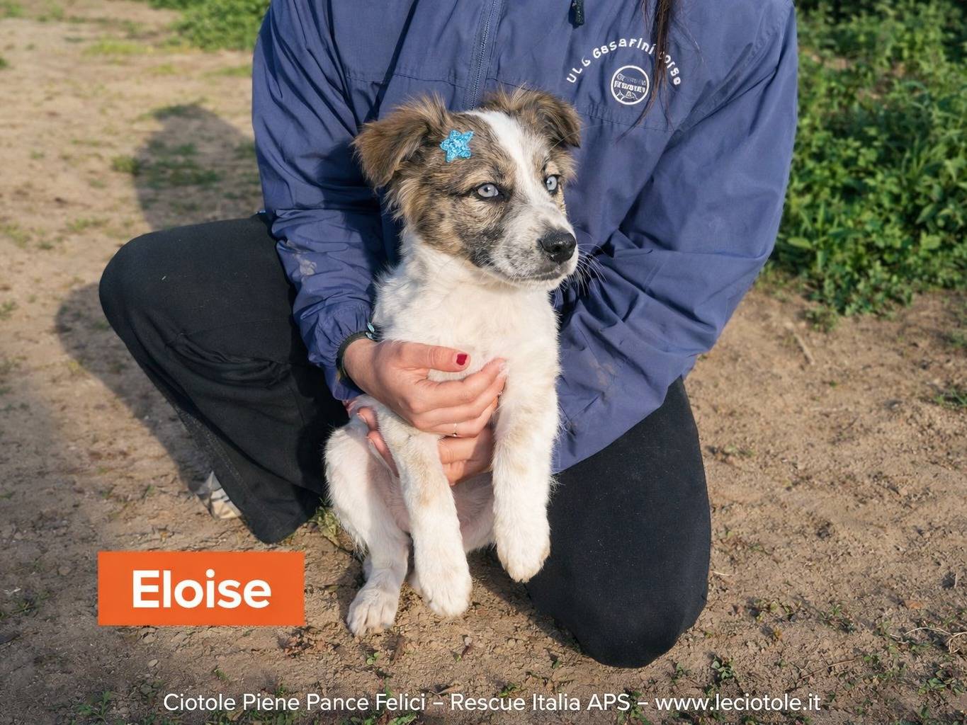 Adozione cane, femmina, Razza sconosciuta Razza sconosciuta, 5 mesi, taglia piccola, Caltanissetta