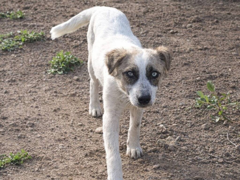 Adotta un cane, femmina, 5 mesi, Caltanissetta