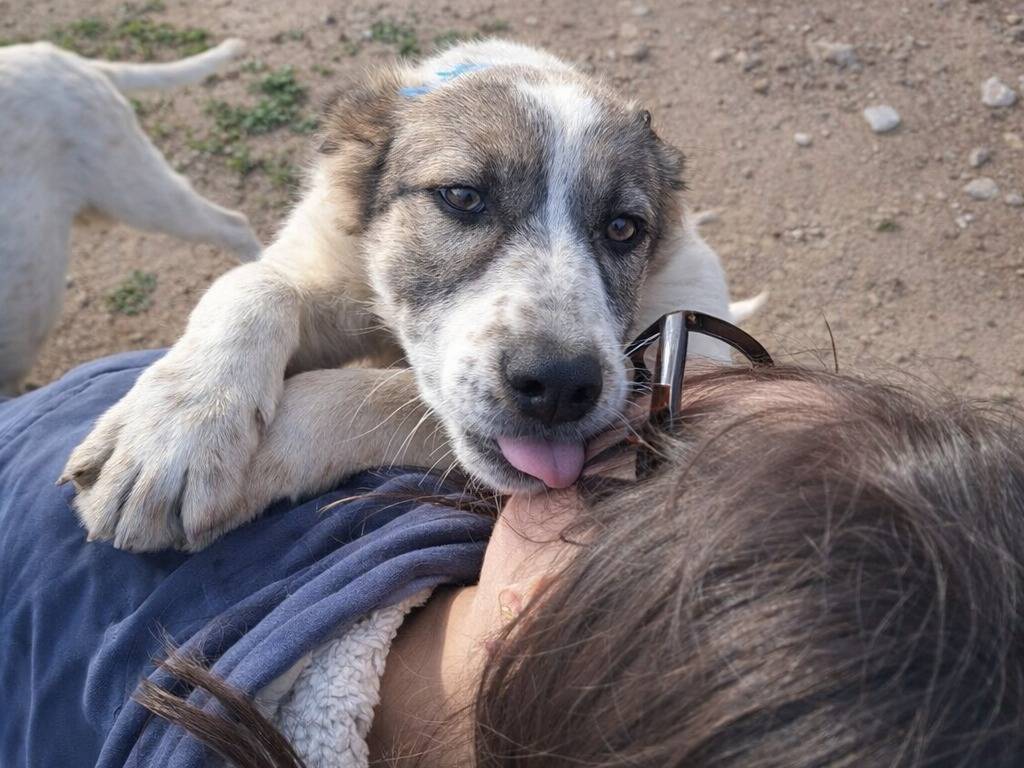 Adotta un cane, taglia piccola, femmina, Caltanissetta